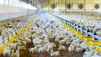 L'intelligence artificielle permet de prédire la date de réforme des poules ou le temps nécessaire à l'atteinte d'un poids cible.